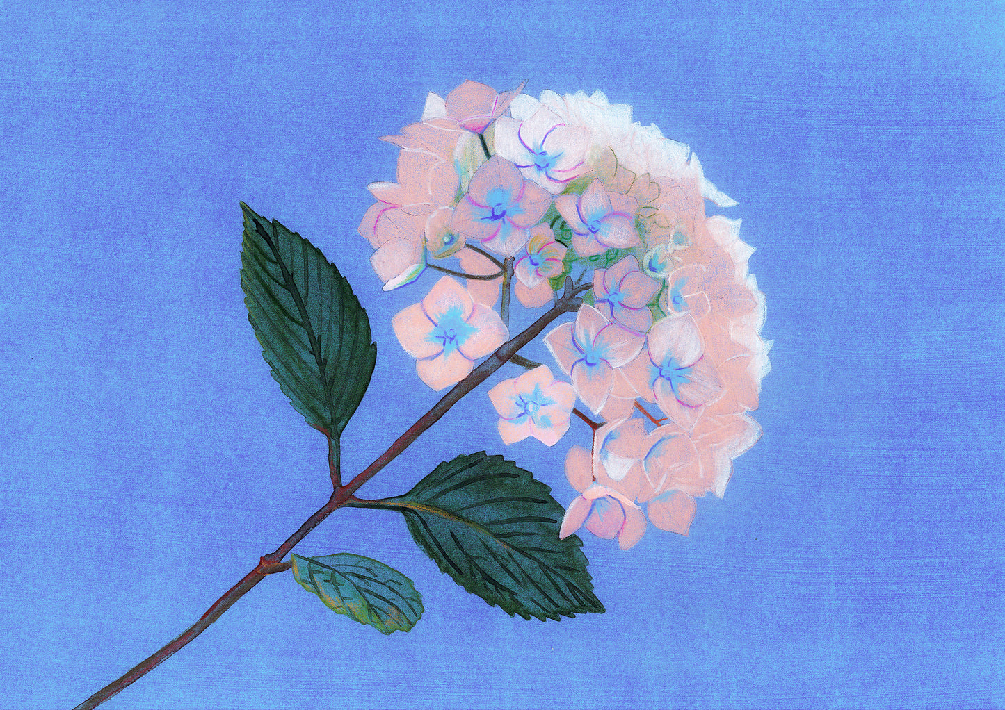 Hydrangea vaporeux