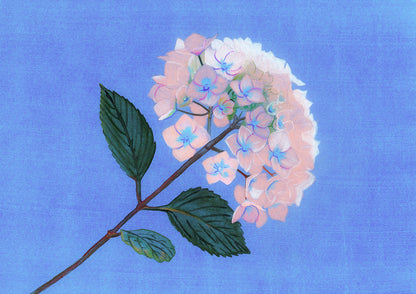 Hydrangea vaporeux