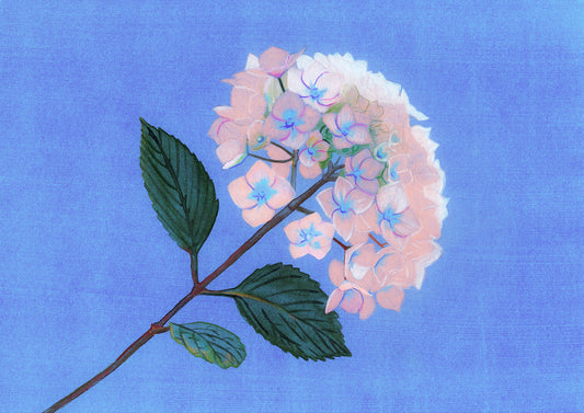 Hydrangea vaporeux